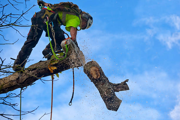 How Our Tree Care Process Works  in  Pelahatchie, MS