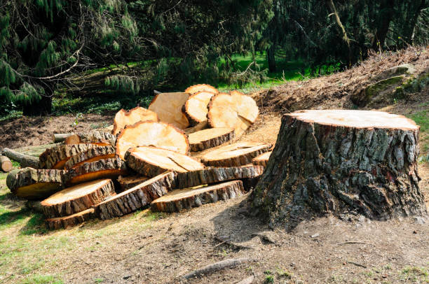 Professional Tree Care in Pelahatchie, MS